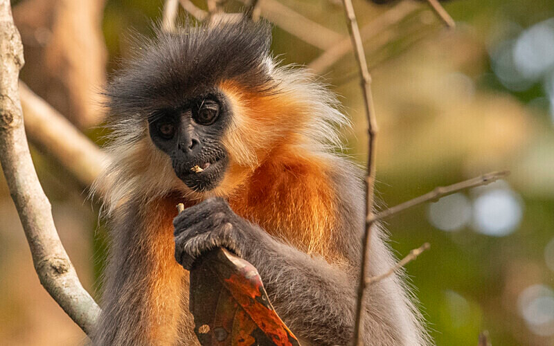 Capped Langur - Manas National Park North East India 2025