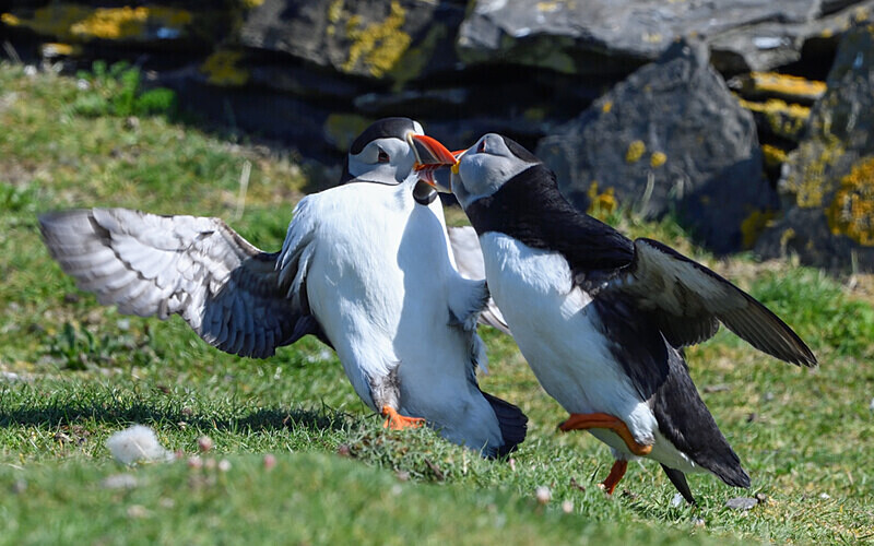  - Shetlands and Cairngorn national park (Scotland)
