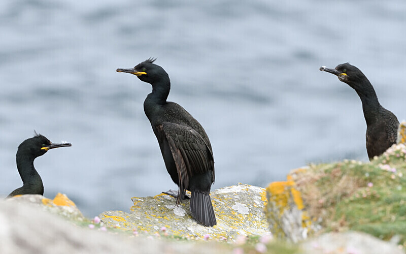 Cormoran Huppé - Shetlands and Cairngorn national park (Scotland)