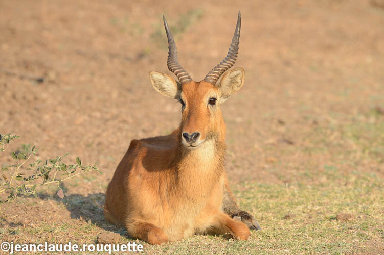Puku - South Luangwa 2014 (Zambia)