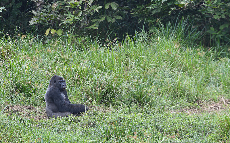 Silver back - Ivindo national park (Gabon 2024)