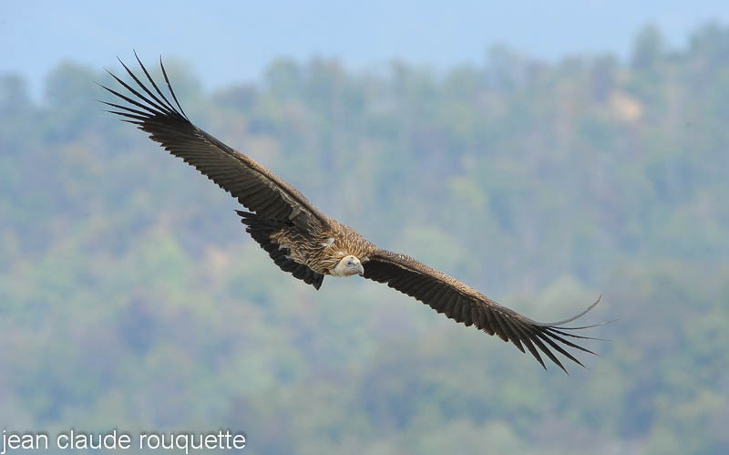 Griffon Vulture. - Kanha and Corbet national parks (India 2011)