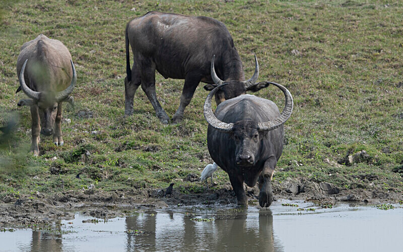 Buffaloes - Kaziranga National Park Noth East India 2025