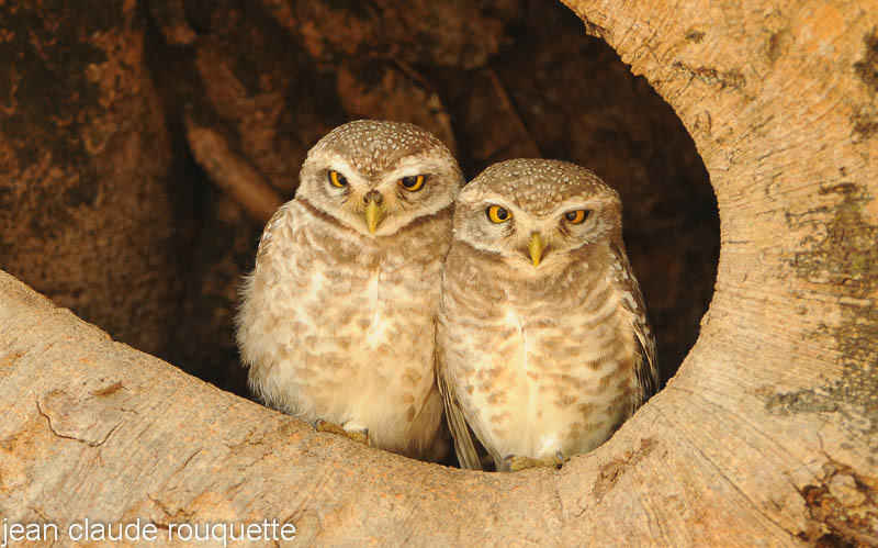 Spotted Owlets. - Kanha NP and Bandhavgarh (India 2010)
