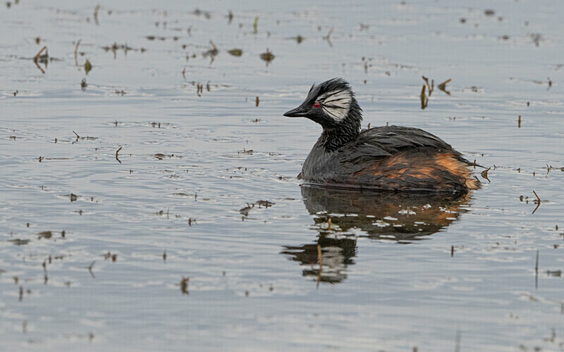 White -tufted Grebe - Patagonie Chilienne: Magellan Channel and Torres del Paine N.P.
