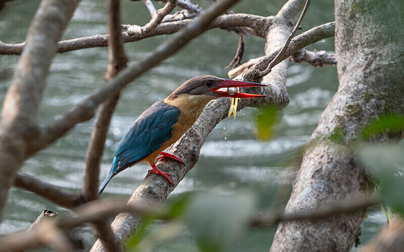 Stork-bellied Kingfisher - Manas National Park North East India 2025