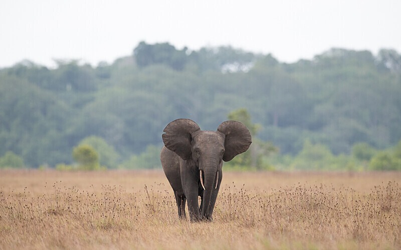 Elephant - Loango national park (Gabon 2024)