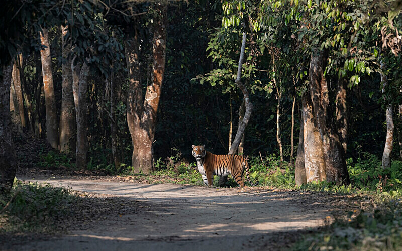 Tigress - Kaziranga National Park Noth East India 2025