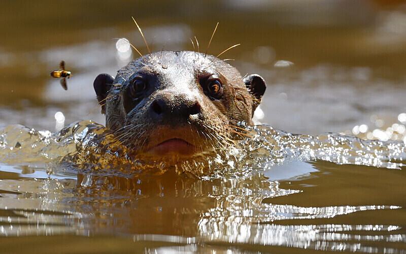 Giant otter - Pacaya Samiria Pérou 2022