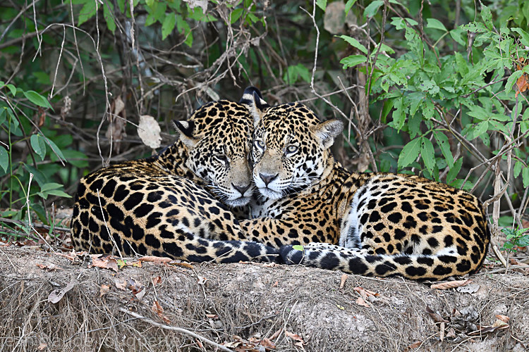  - Pantanal 2018 Porto Jofré