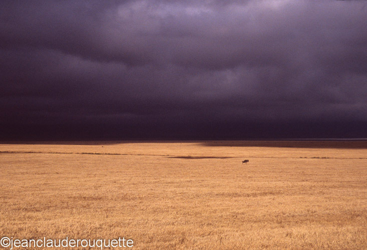 A wildebeest in the N'gorongoro crater - Serengeti N.P. and N'gorongoro Tanzania 1998, 2005 and 2006