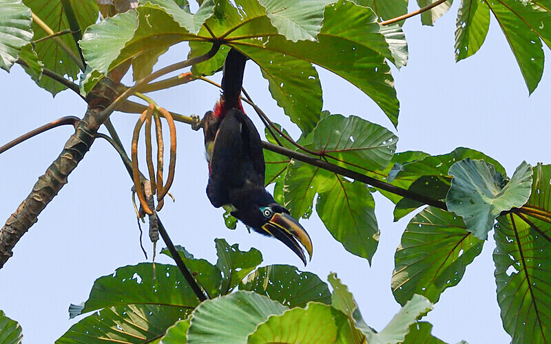 Many-Banded Araçari - Pacaya Samiria Pérou 2022