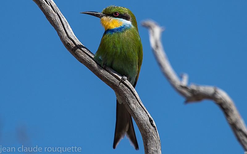Swallow-tailed bee eater - Kgalagadi transfrontier park (2017)