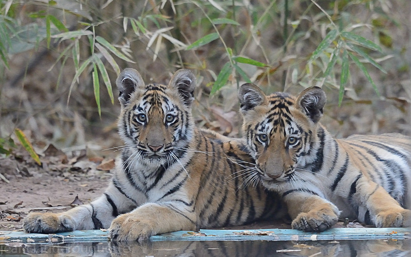  - Tadoba national park (India 2016)