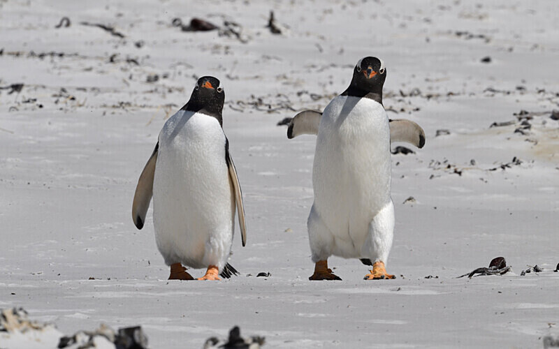  - Ushuaïa Malvinas South Georgia Antartica Peninsula