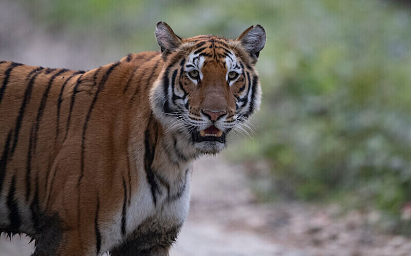 Tigress - Kaziranga National Park Noth East India 2025