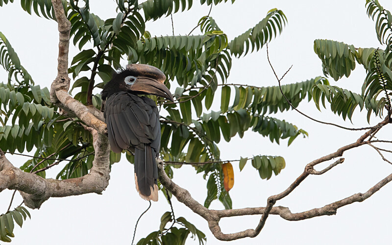  - Loango national park (Gabon 2024)
