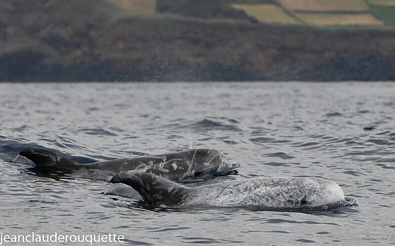 Risso's Dolphin - Açores 2020