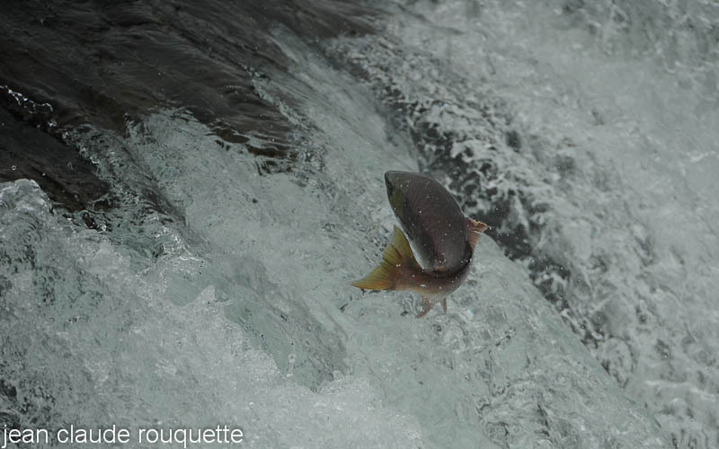 Salmon jumping at Brooks falls. - Katmaï National Park ( Alaska 2010)