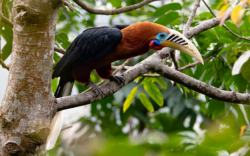 Male Rufous-necked Hornbill - Latpanchar