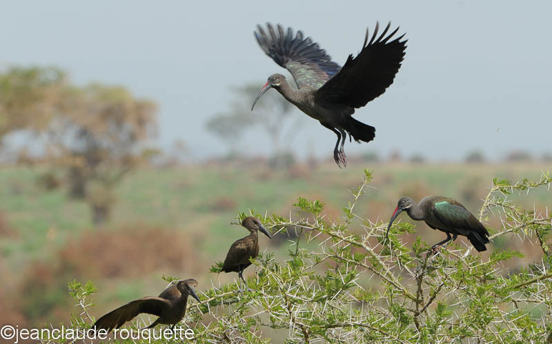 Hadada Ibis and Hamerkop. - Queen Elisabeth N.P. Uganda 2012