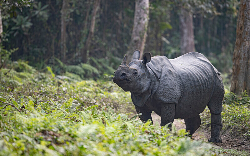 Rhino - Kaziranga National Park Noth East India 2025