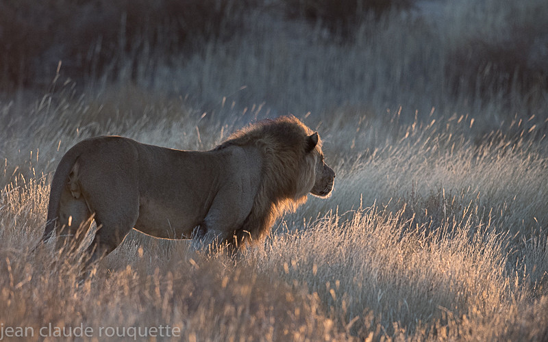  - Kgalagadi transfrontier park (2017)