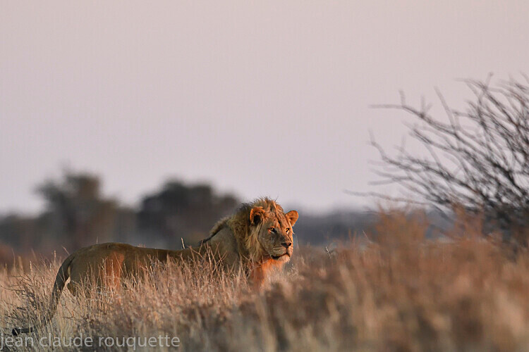  - Kgalagadi transfrontier park (2017)