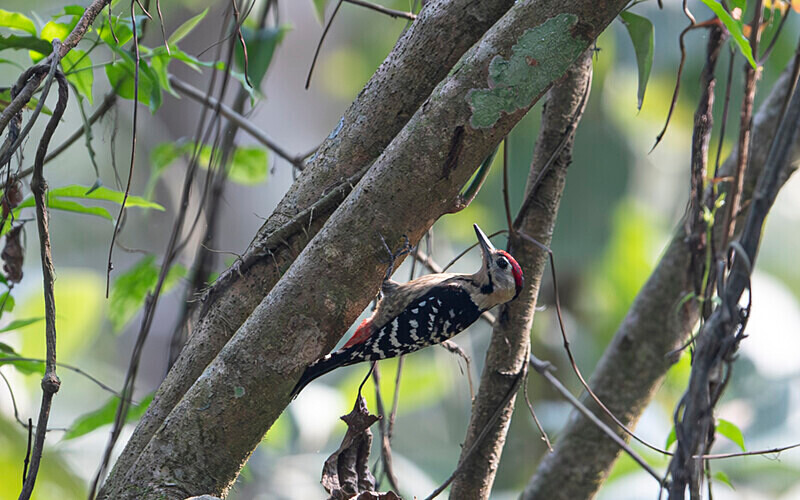 Fulvous breasted Woodpecker - Manas National Park North East India 2025