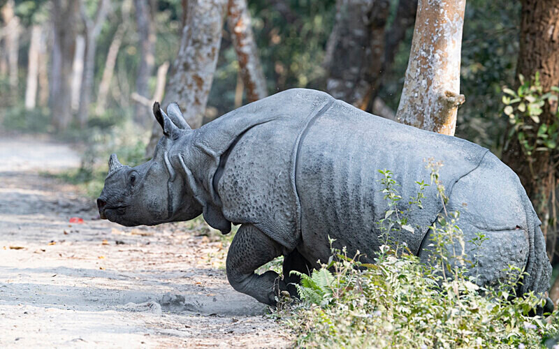 Rhino - Kaziranga National Park Noth East India 2025