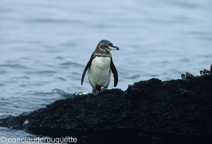 Galapagos pinguin (Isabela) - The Galapagos islands, Ecuador 2008