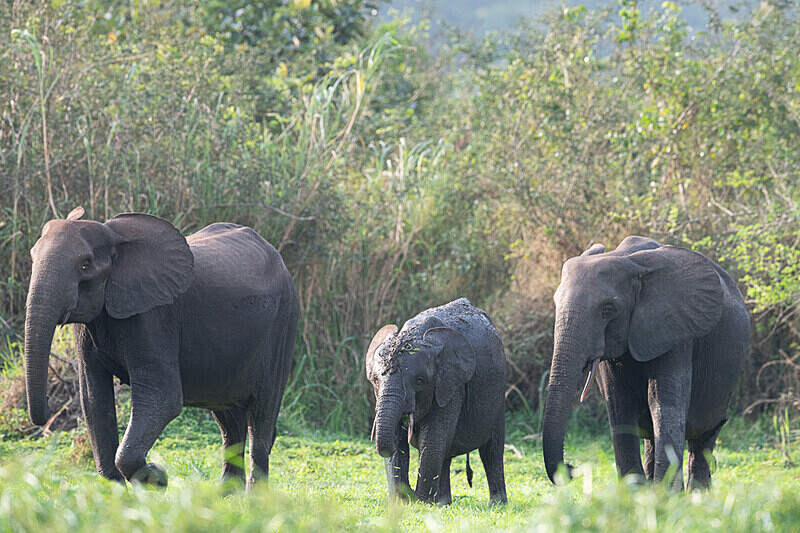  - Loango national park (Gabon 2024)