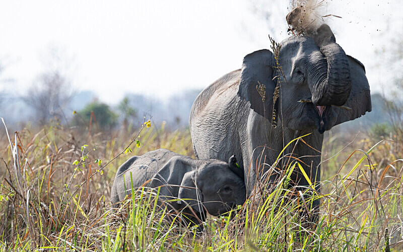 Mud showwer - Manas National Park North East India 2025