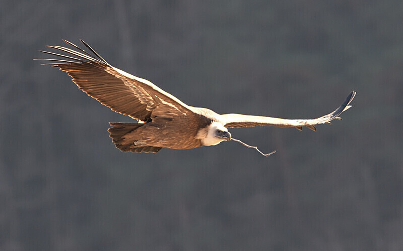  - Vautours du verdon