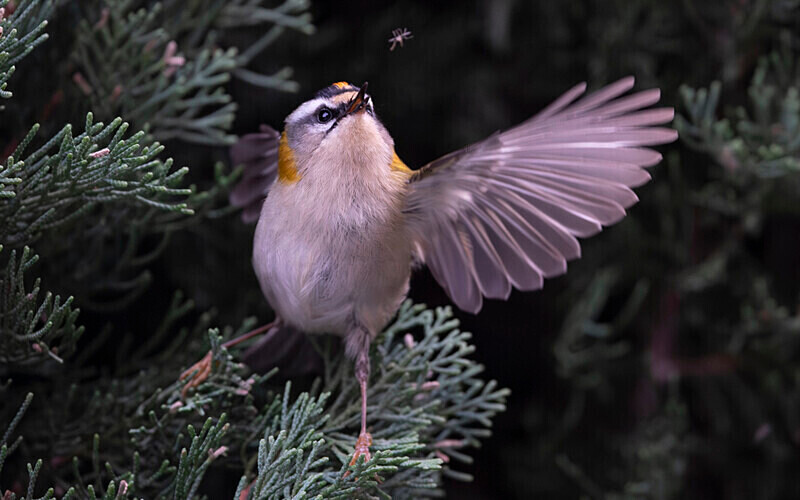  - Roitelet triplebandeau