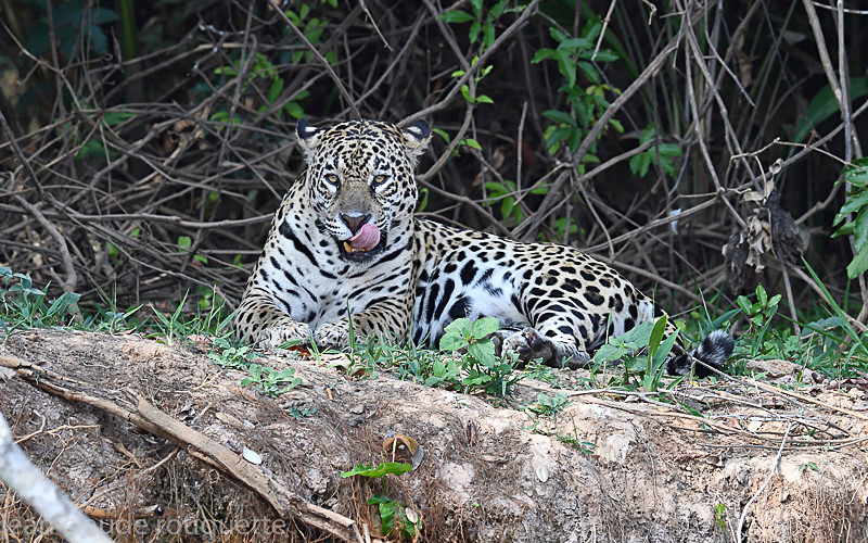  - Pantanal 2018 Porto Jofré