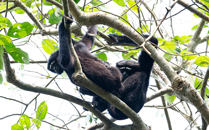 Hoolock Gibbons - Hollongapar wildlife sanctuary North East India 2025
