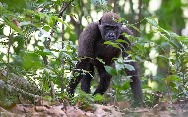  - Loango national park (Gabon 2024)