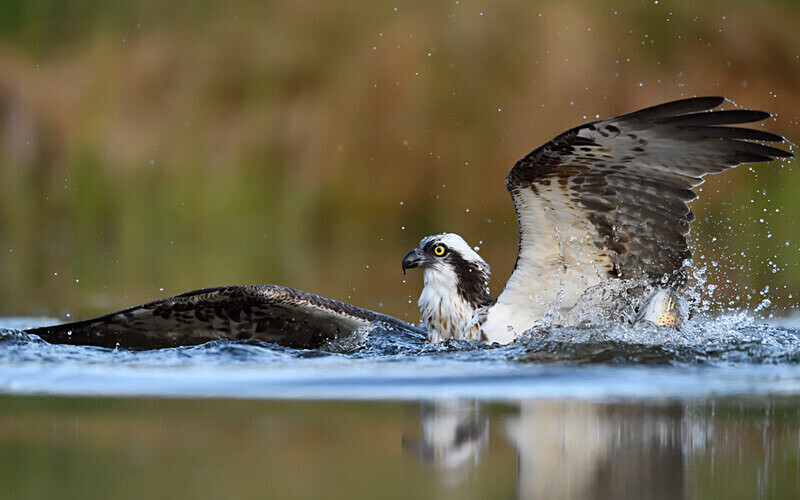 osprey at Cairngorn N.P. - Shetlands and Cairngorn national park (Scotland)