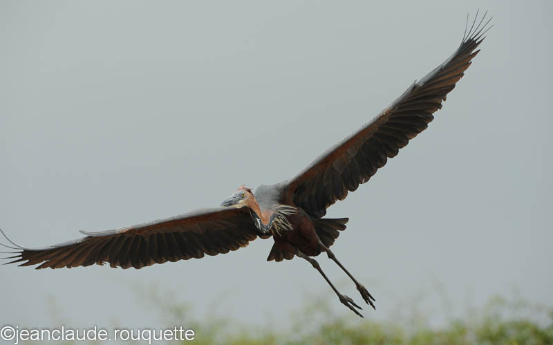 Goliath heron. - Queen Elisabeth N.P. Uganda 2012