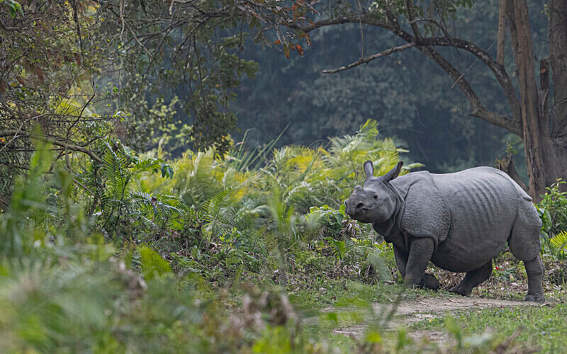 Rhino - Kaziranga National Park Noth East India 2025