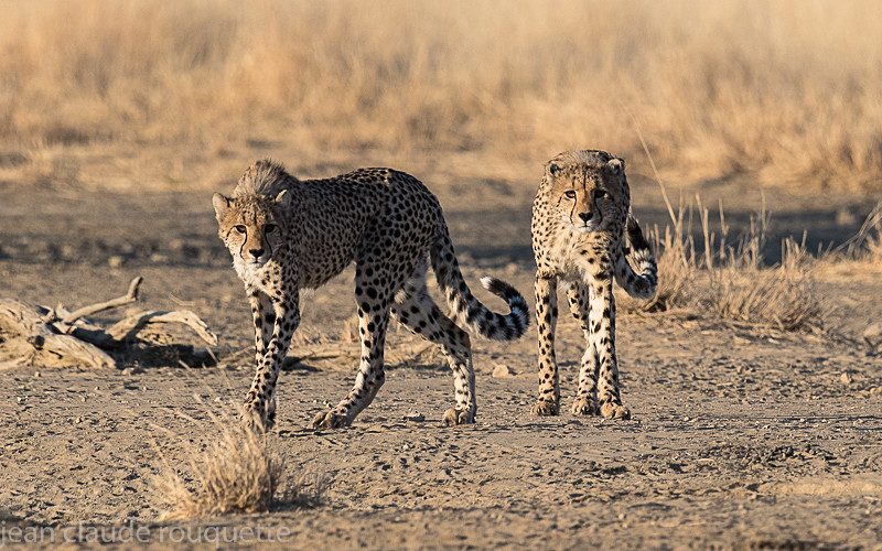  - Kgalagadi transfrontier park (2017)