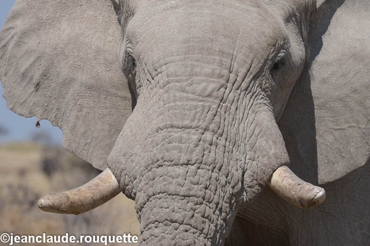 Big bull - Etosha N.P.(Namibia 2013)