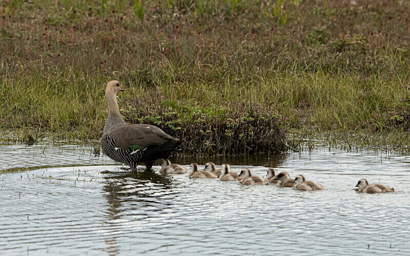 Upland Goose - Patagonie Chilienne: Magellan Channel and Torres del Paine N.P.