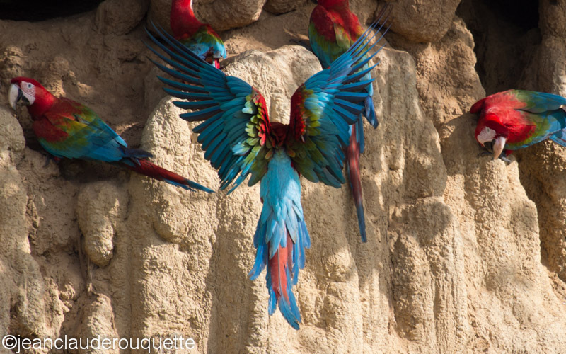 Red and Green Macaws - Manu national park (Peru 2015)