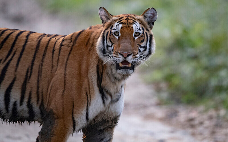 Tigress - Kaziranga National Park Noth East India 2025