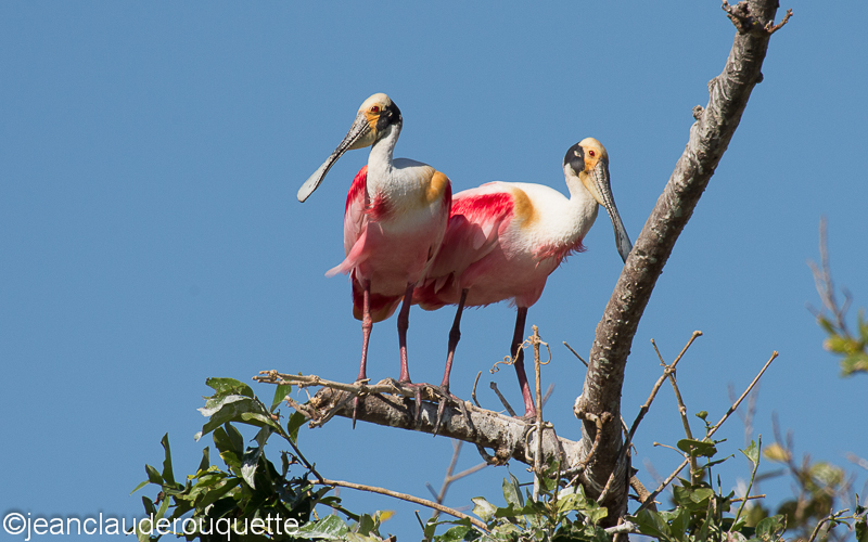 Roseate spoonbill - Pantanal Brazil 2015
