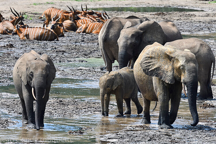  - Dzanga Sangha National Park (République Centrafricaine) 2019