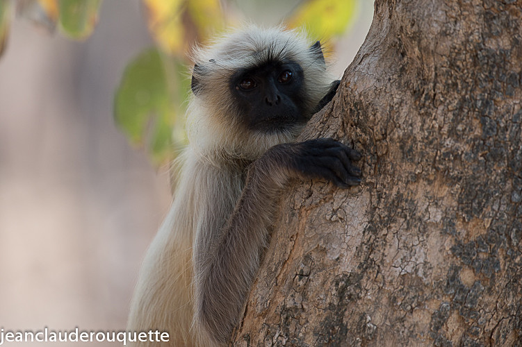 Langur - Pench national park (India 2016)