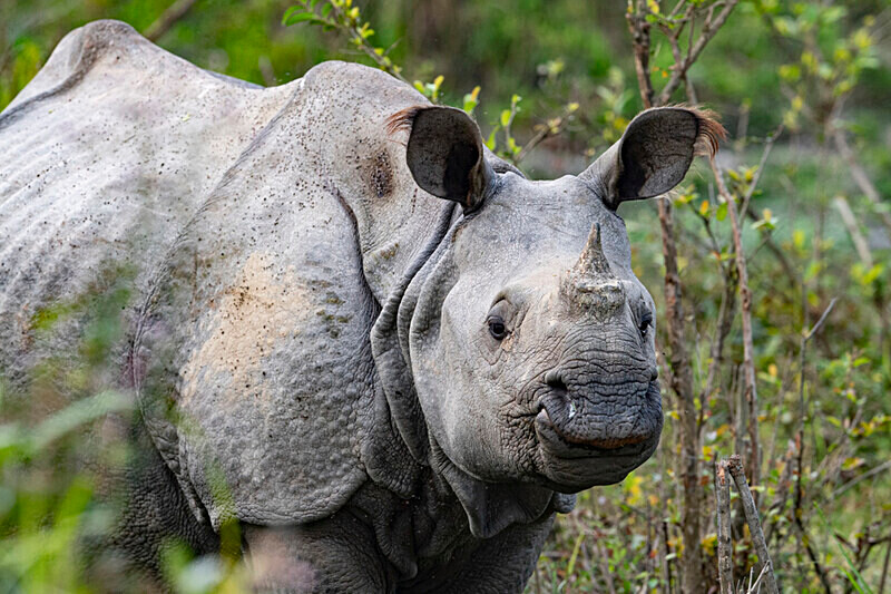 Rhino - Kaziranga National Park Noth East India 2025